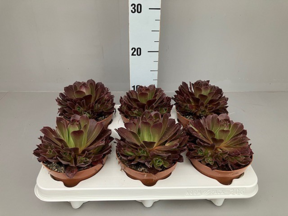 Aeonium Phoenix flame.