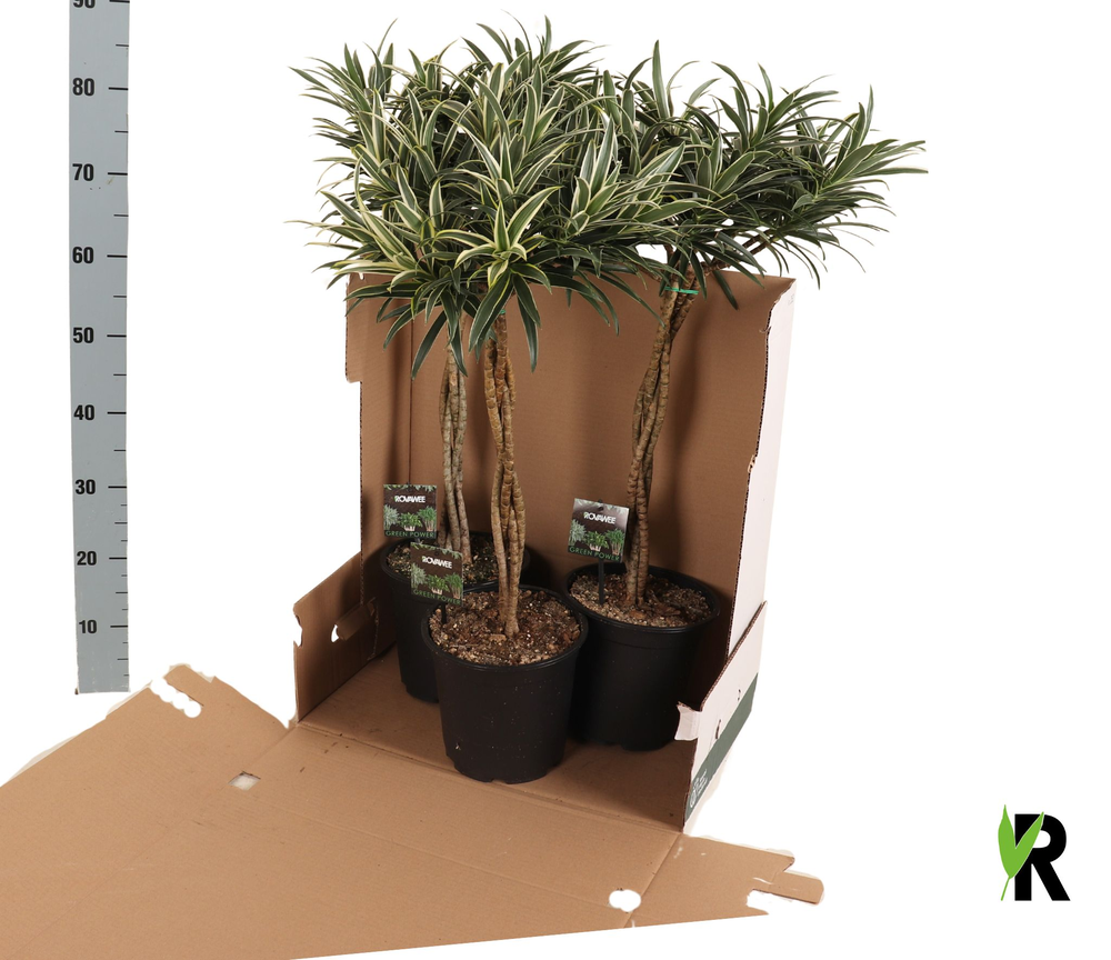 Dracaena reflexa Valentina gevlochten stam in fust.