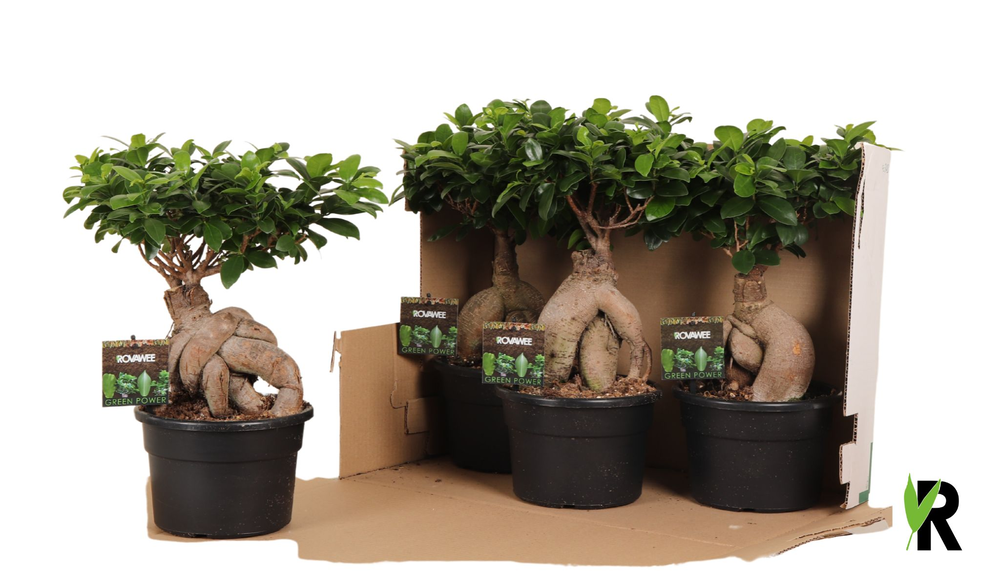 Ficus micr. Ginseng in kunststof pot in fust 348.