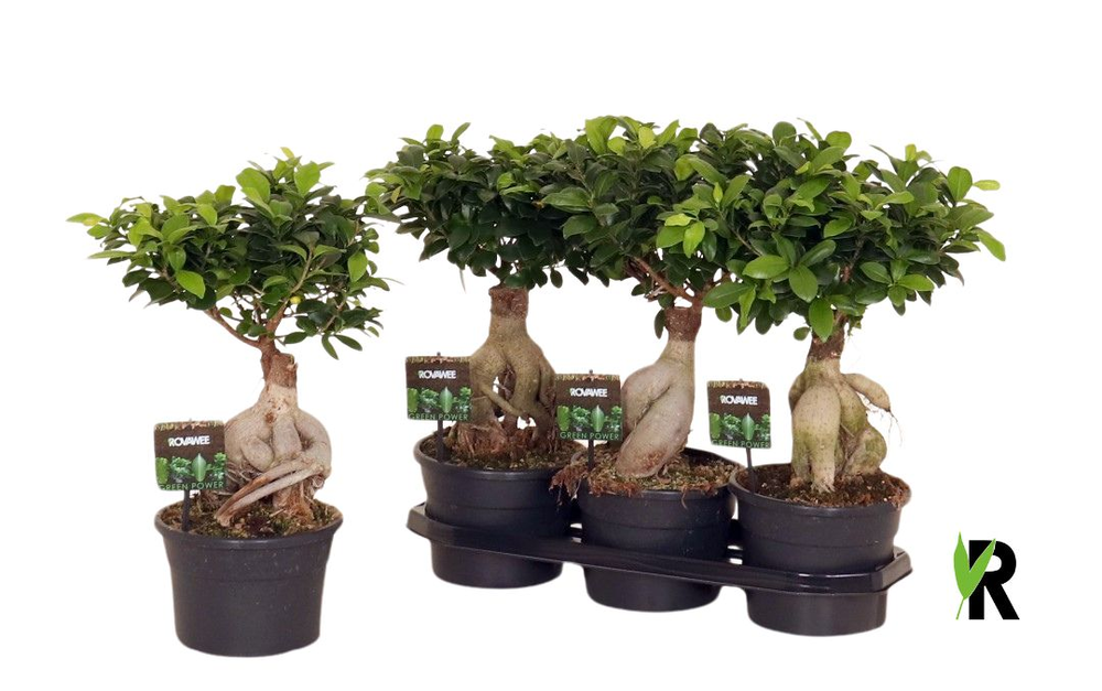 Ficus micr. Ginseng in fust 955.