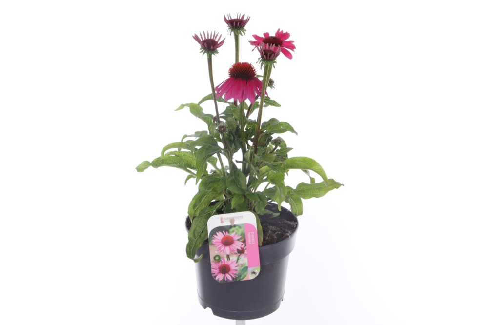 Echinacea purp. Sombrero Hot Pink.
