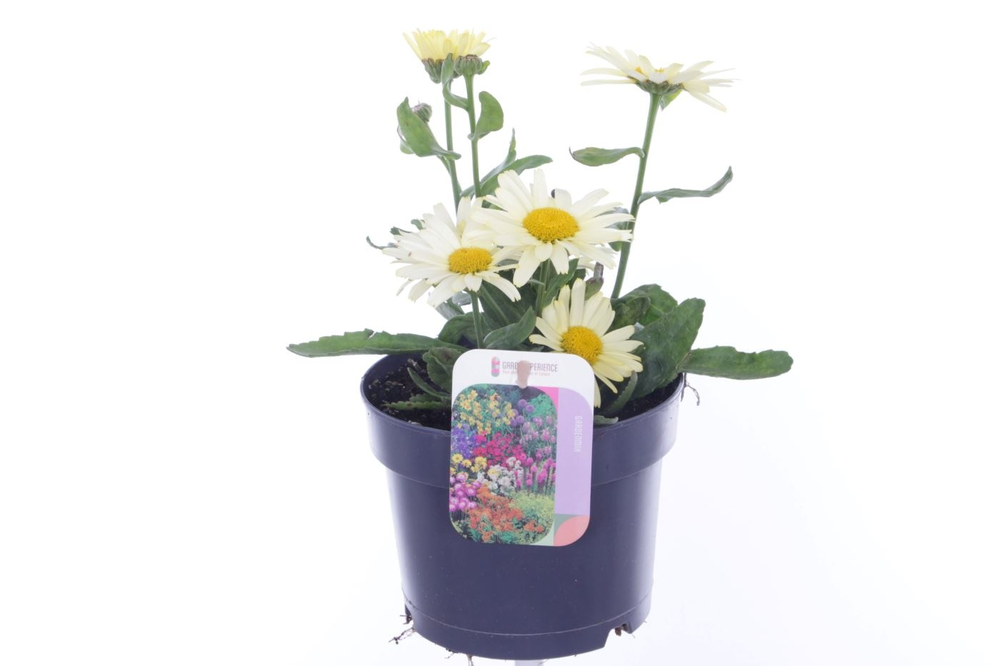 Leucanthemum max. Western Star.