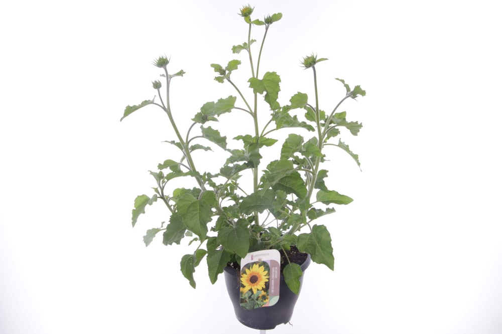 Helianthus annuus Sunblast Yellow.