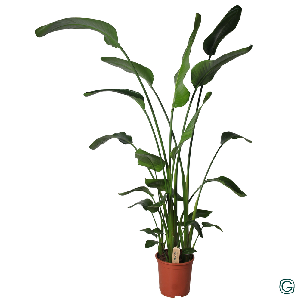 Strelitzia p27 XXL.