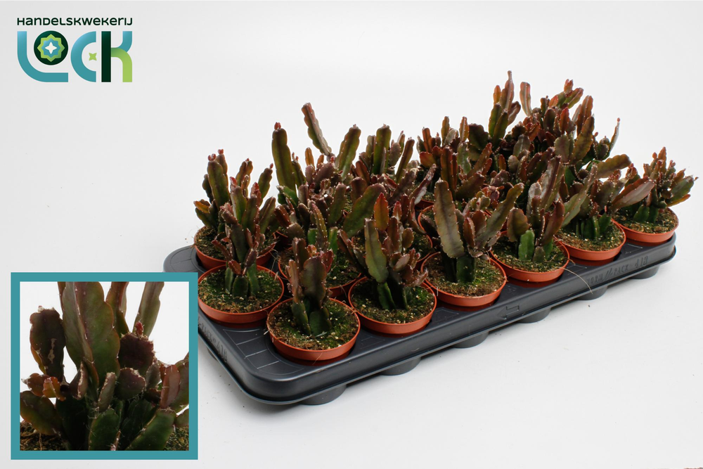 Rhipsalis Agudoensis.
