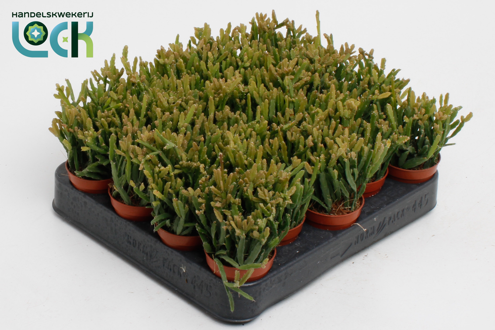 Rhipsalis Ewaldiana.