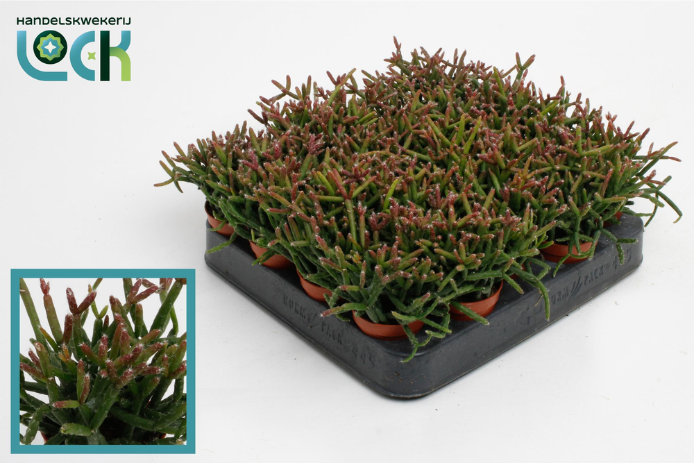 Rhipsalis Burchellii.