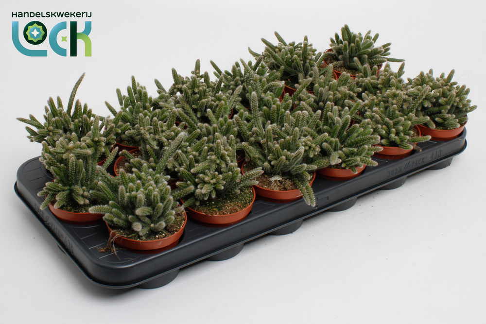 Rhipsalis Horrida.
