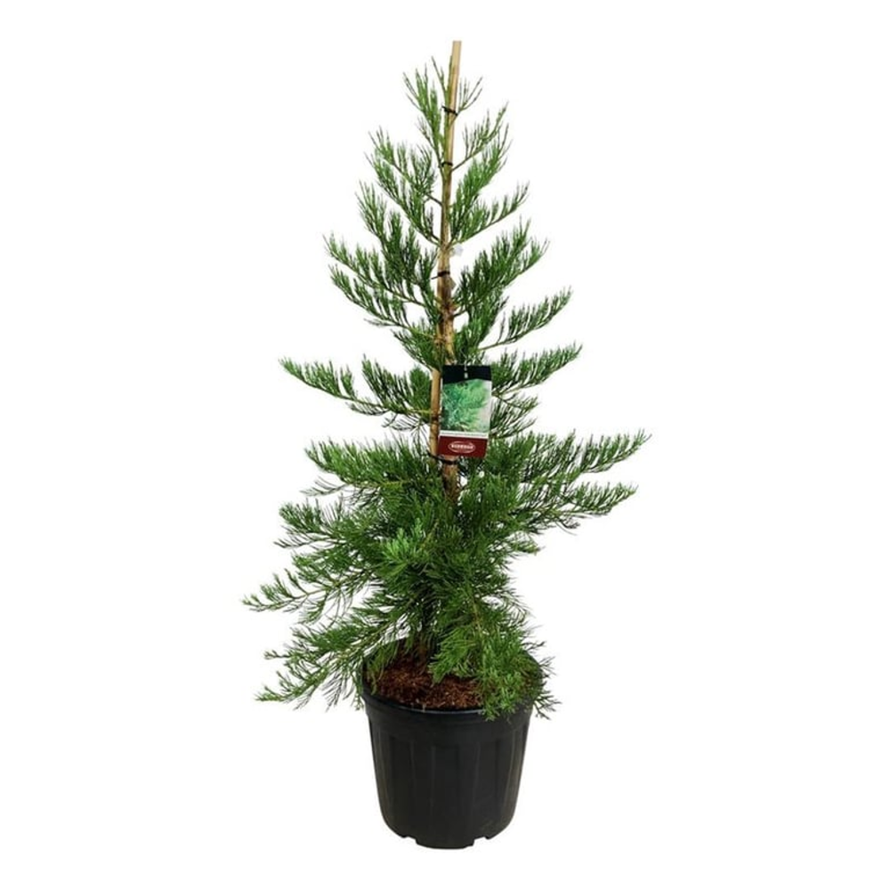 Sequoiadendron g. 'H. Mamm. Three'.