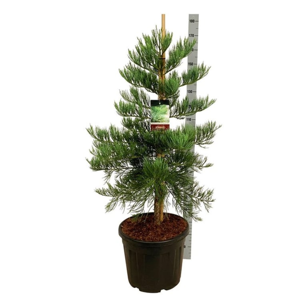 Sequoiadendron g. 'H. Mamm. Three'.