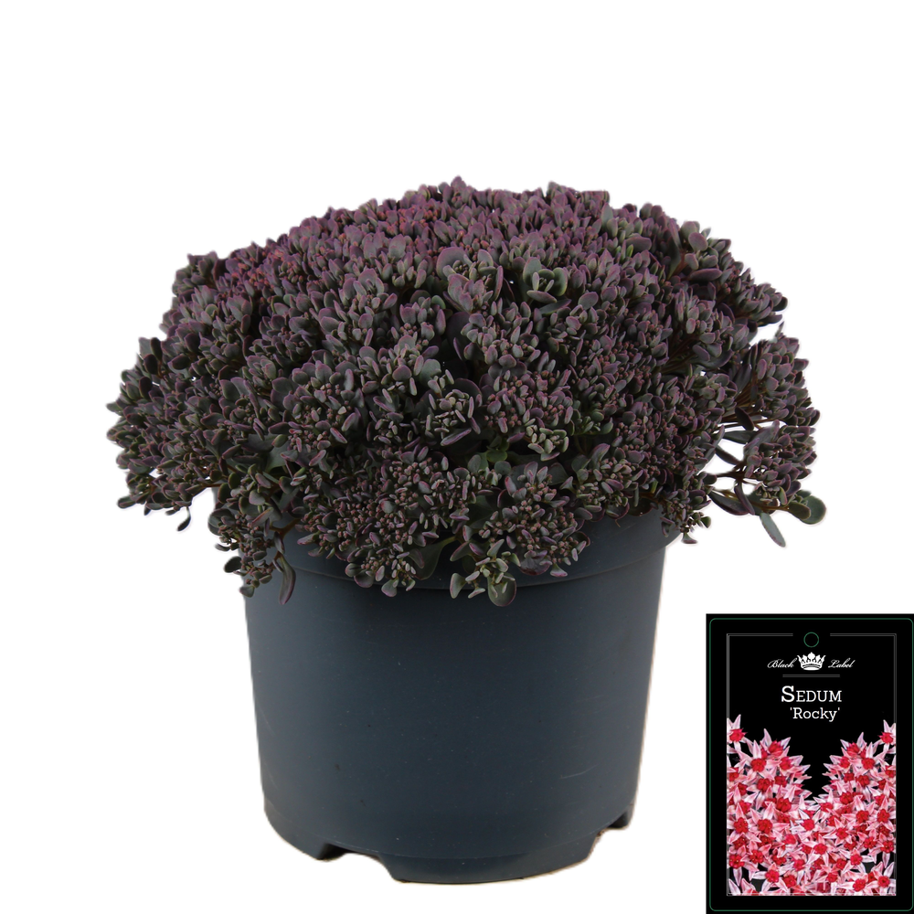 Sedum cauticolum Rocky.