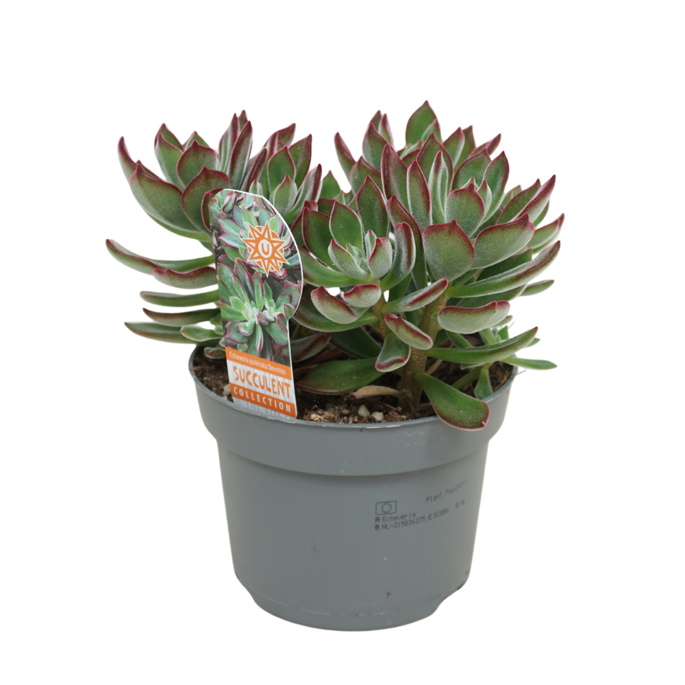 Echeveria pulvinata 'Devotion' 13 cm.