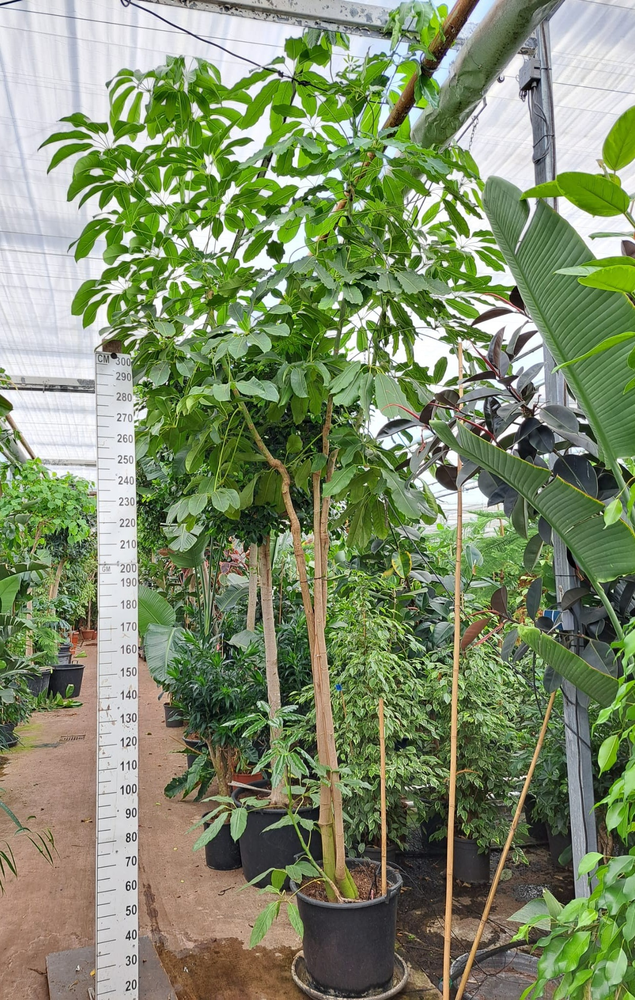 Schefflera Amate multistam 500.