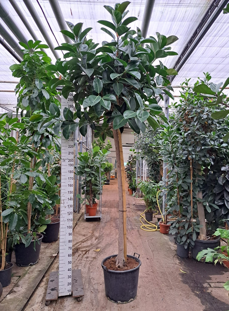 Ficus Elastica Robusta stam 360cm.