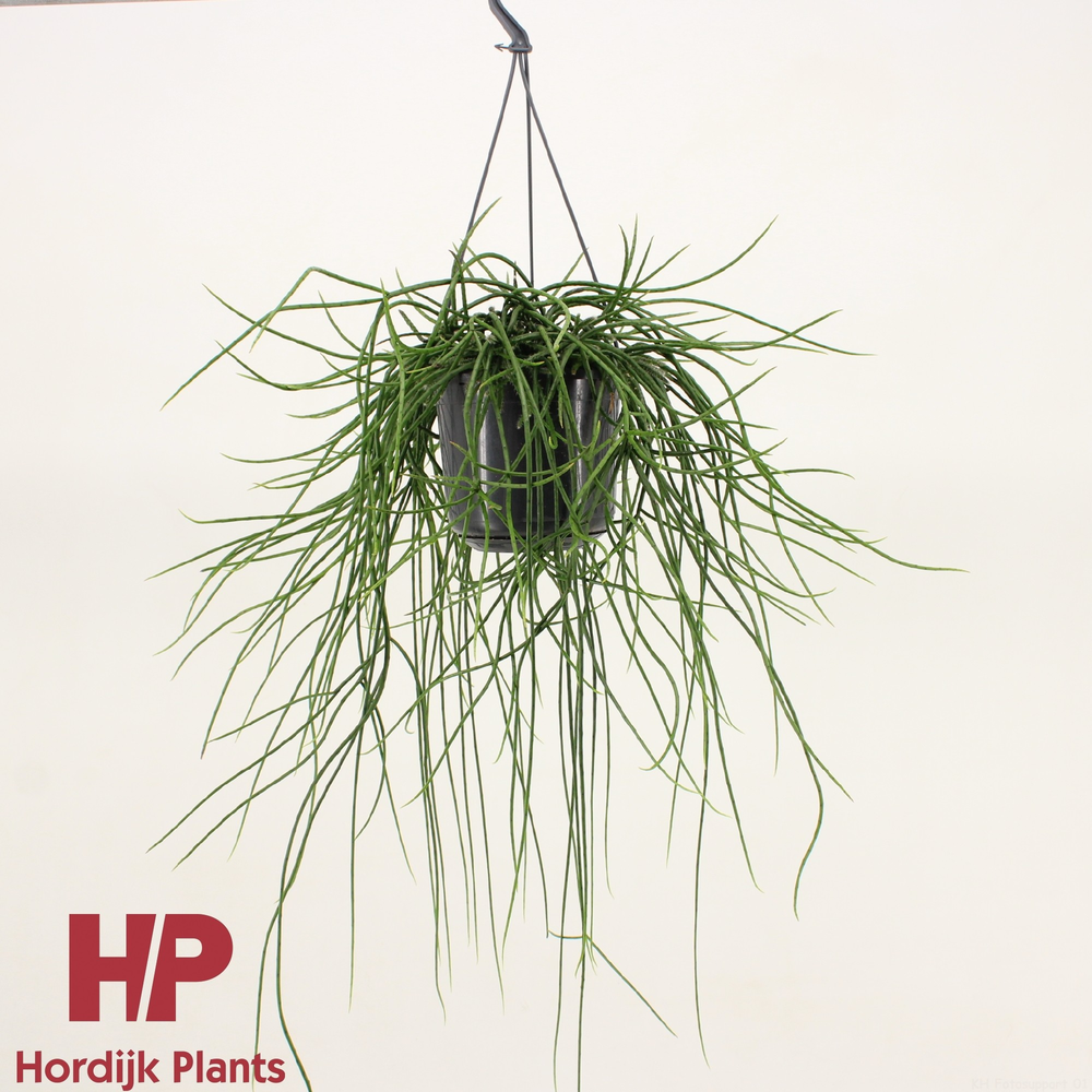 Rhipsalis floccosa.
