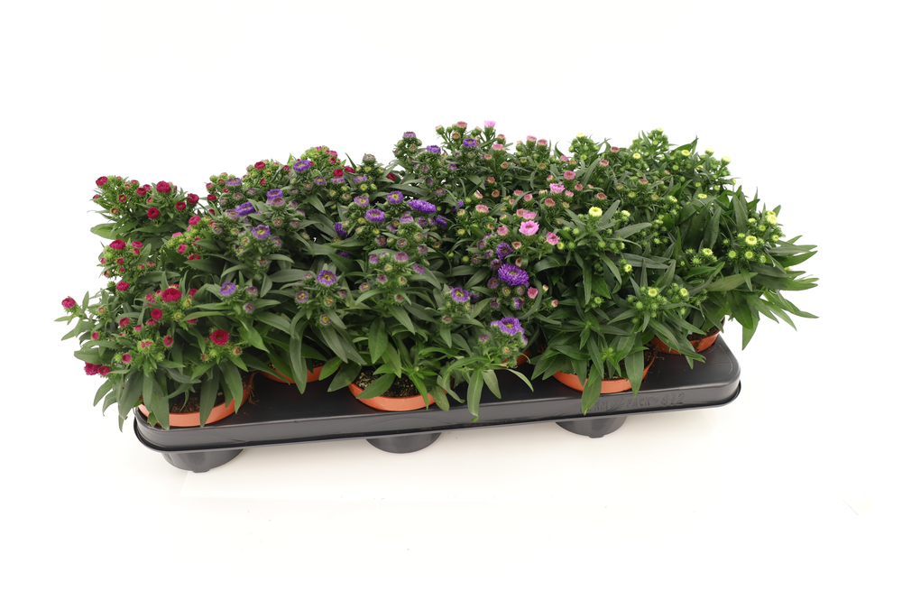 Aster Starletta Mixtray.