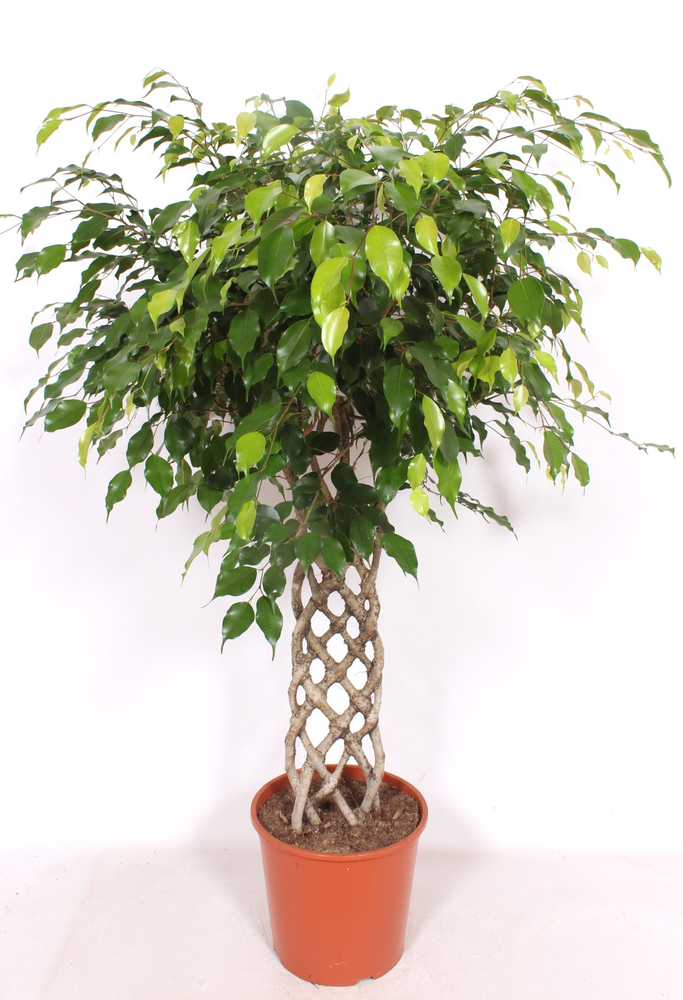 Ficus Exotica.