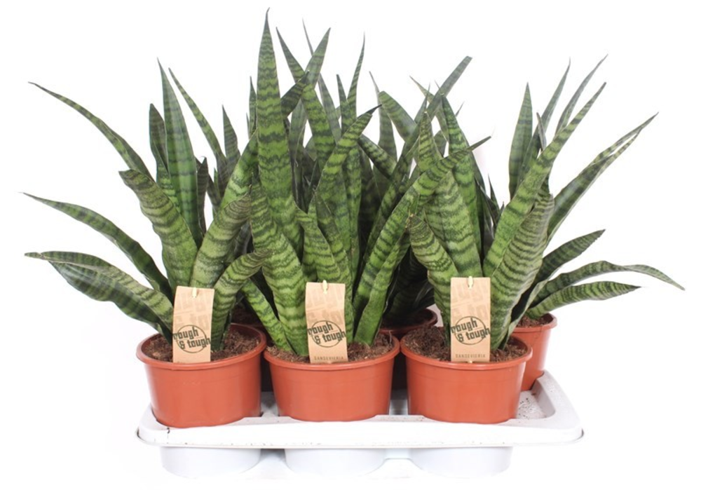 Sansevieria Diamond Green.