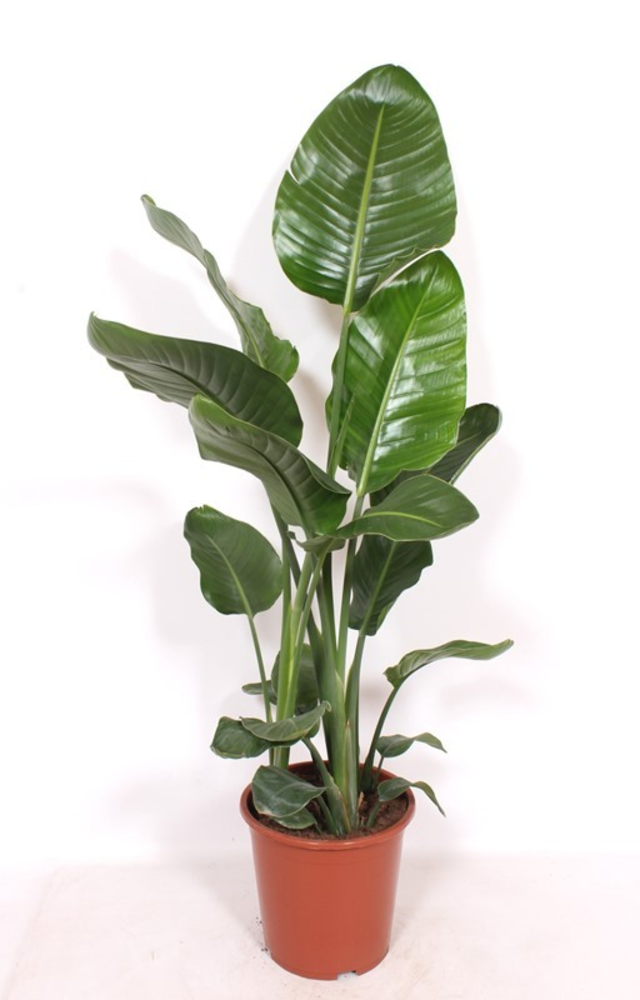 Strelitzia nicolai.