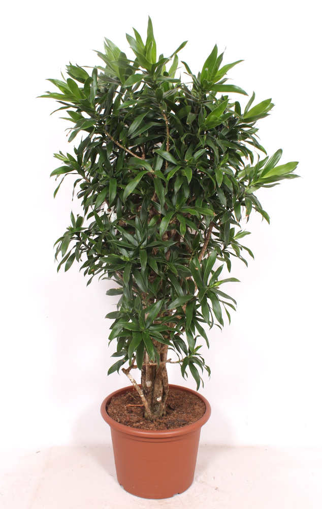 Dracaena Reflexa.