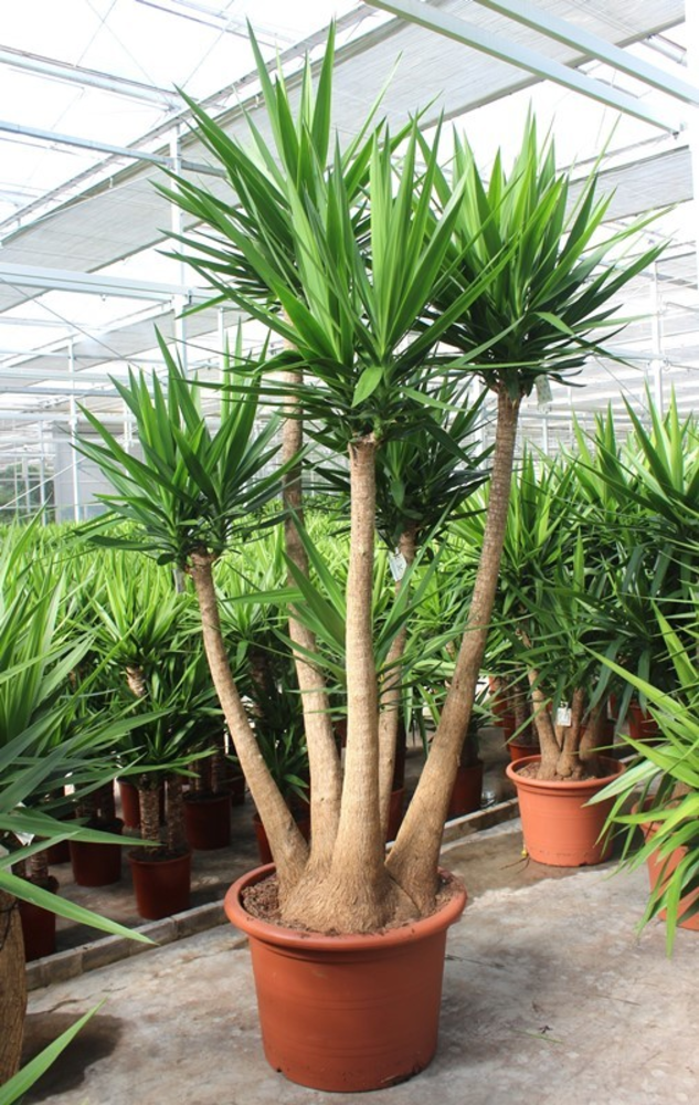 Yucca elephantipes.