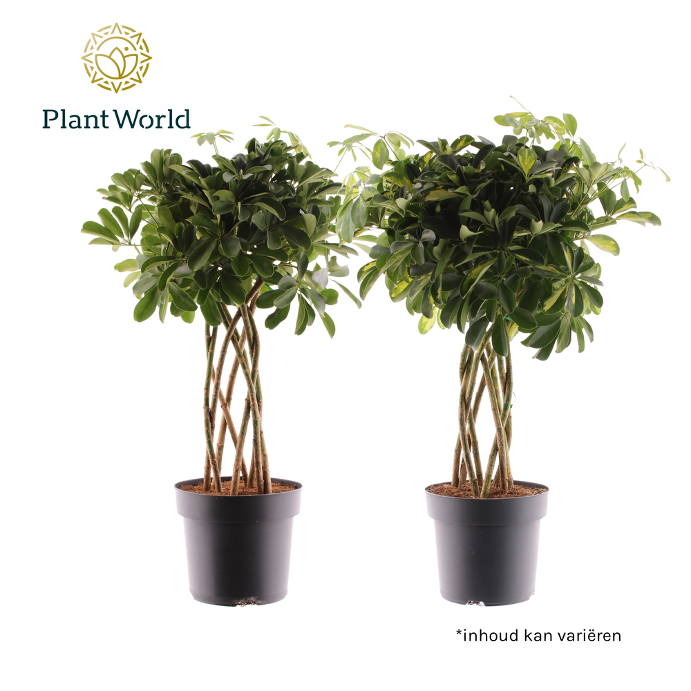 Schefflera koker mix (Gold Capella & Compacta Nora.