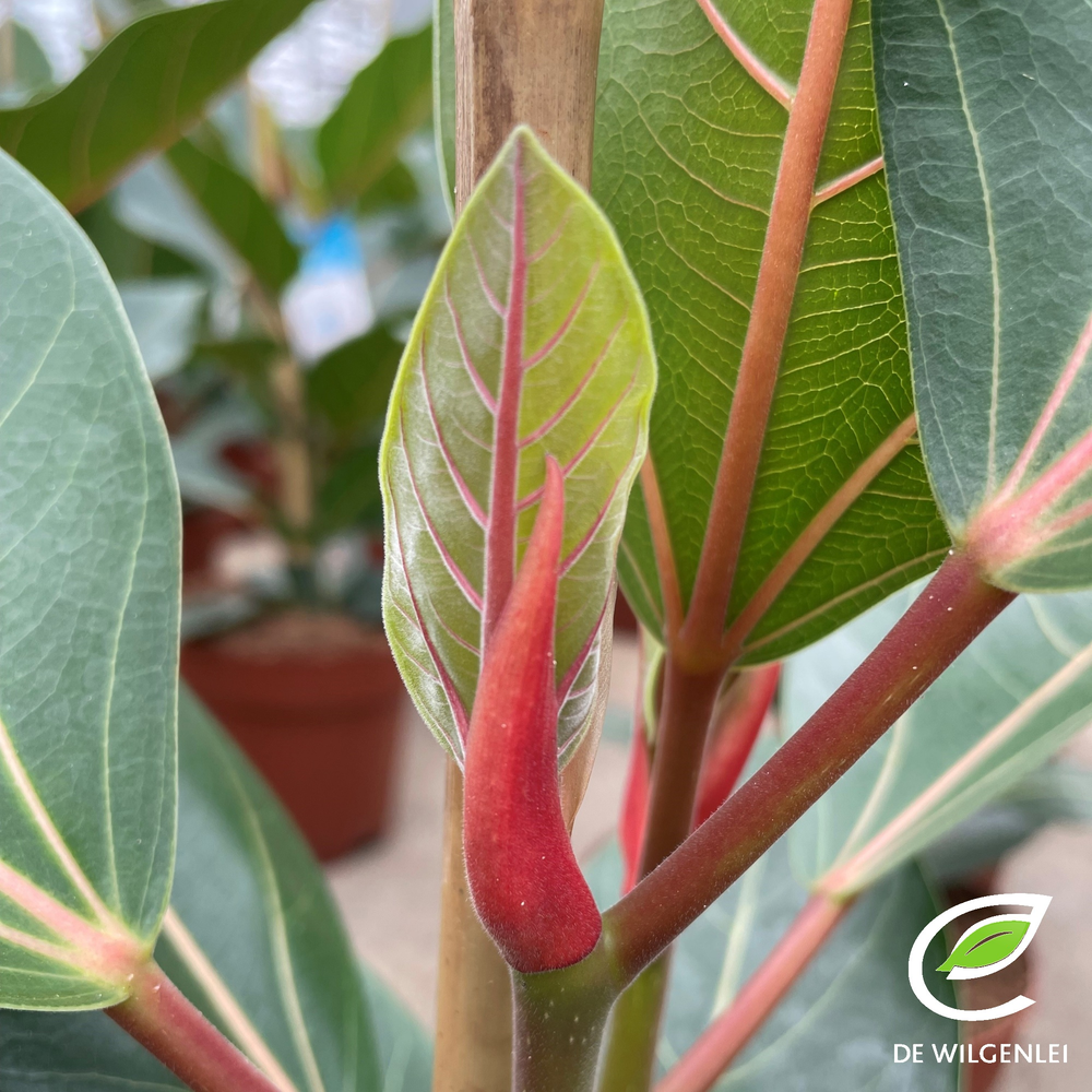 Ficus benghalensis 'Joy' p21.