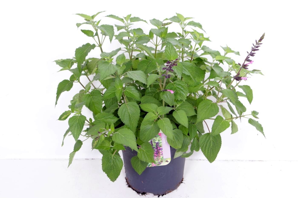 Salvia hybr. Amante.