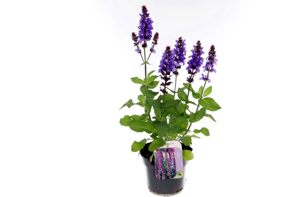Salvia nem. Blue Marvel.