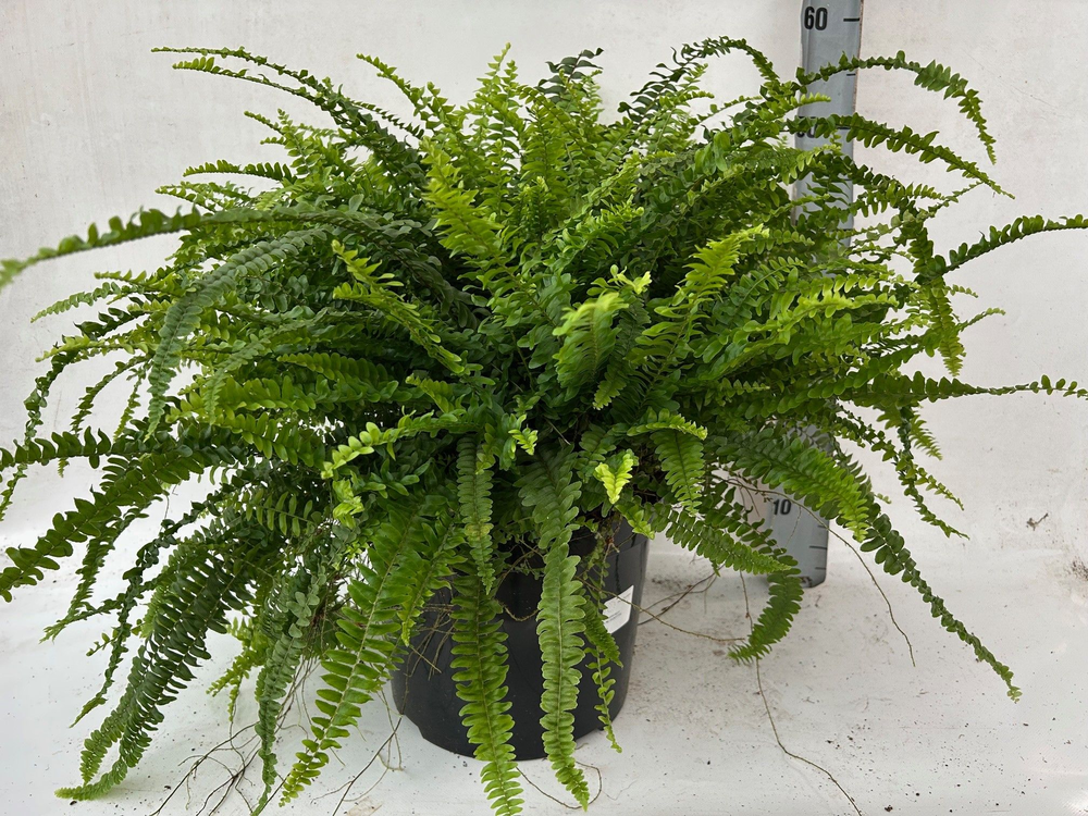 Nephrolepis Green Lady.
