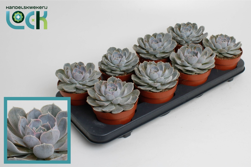 Echeveria Minima.