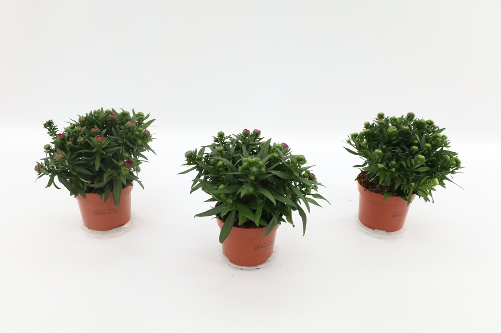Aster Starletta Red.