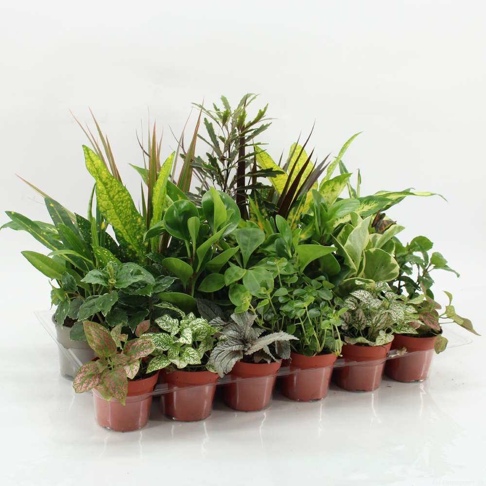 Z-24 Mixplanten zonder showdoos.