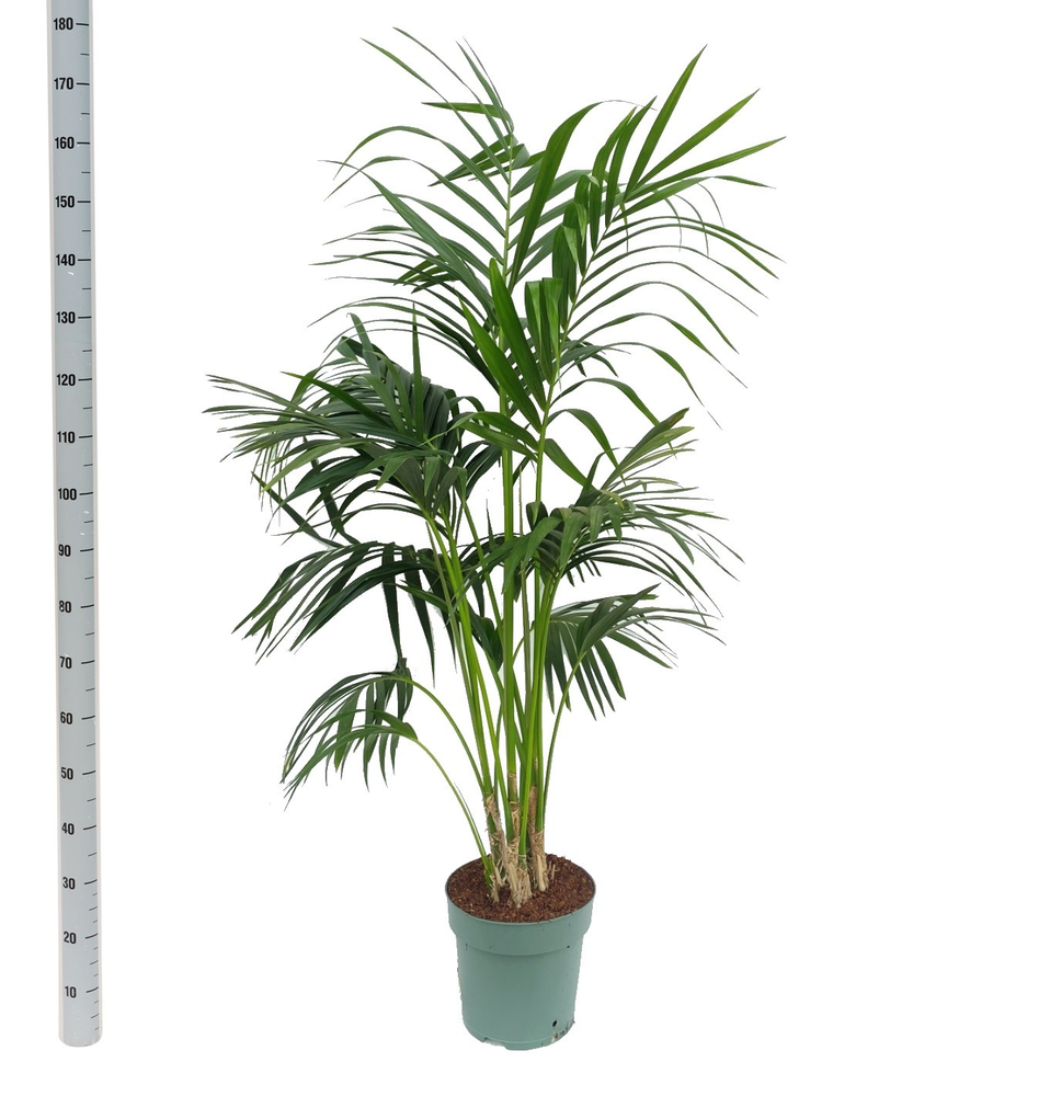 Howea Forsteriana (Bark).