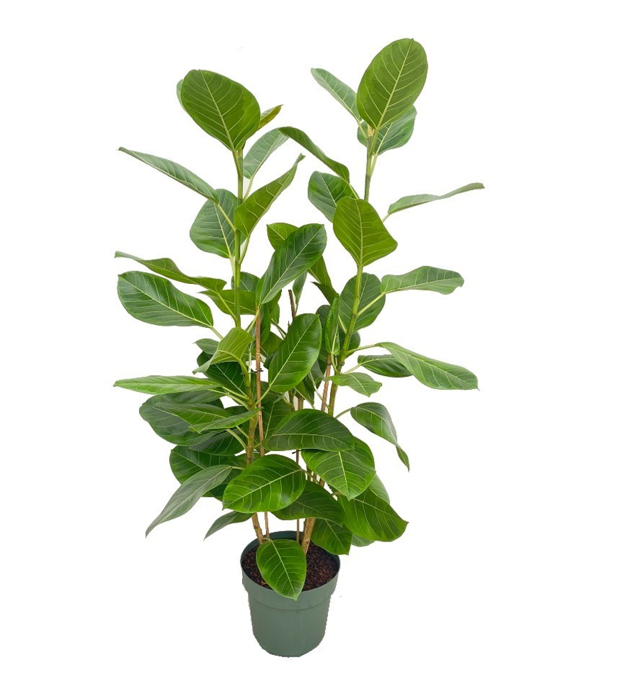 Ficus Altissima Toef (Bark).