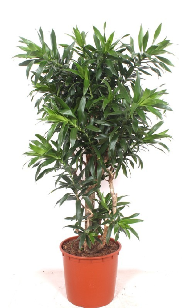 Dracaena Reflexa.