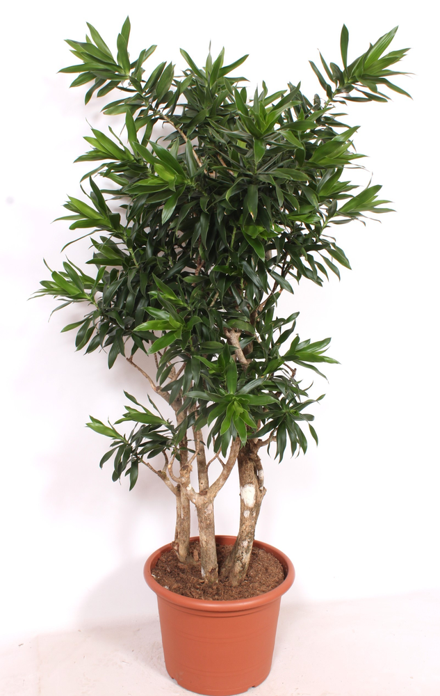 Dracaena reflexa.