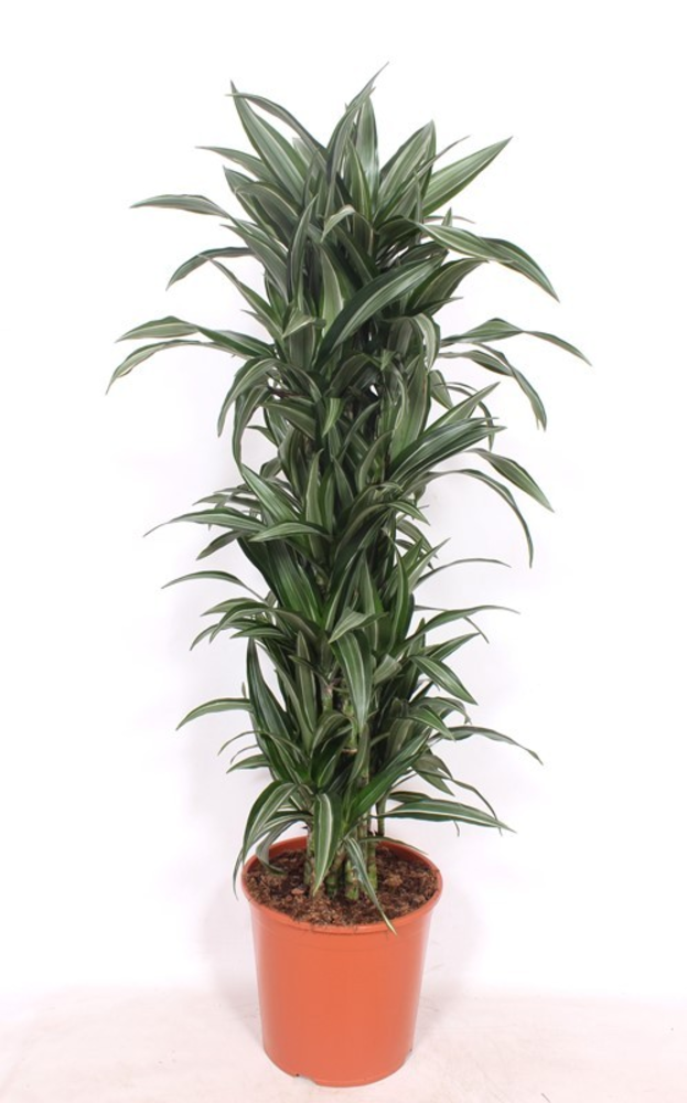 Dracaena Ulises.