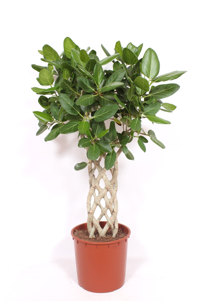 Ficus Benghalensis.