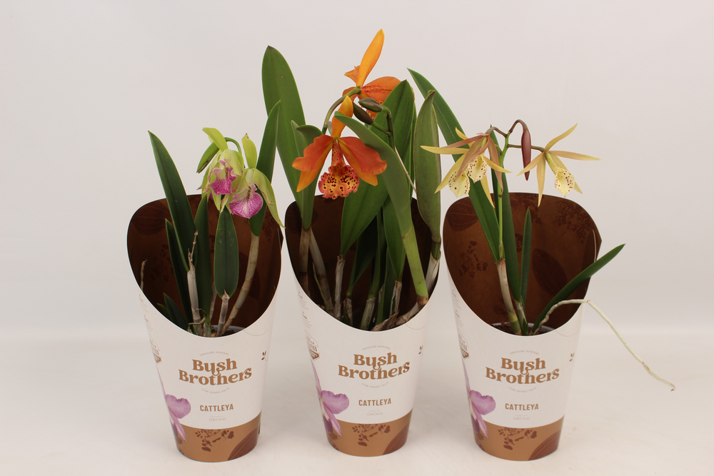 Brassavola mix 2 knop.