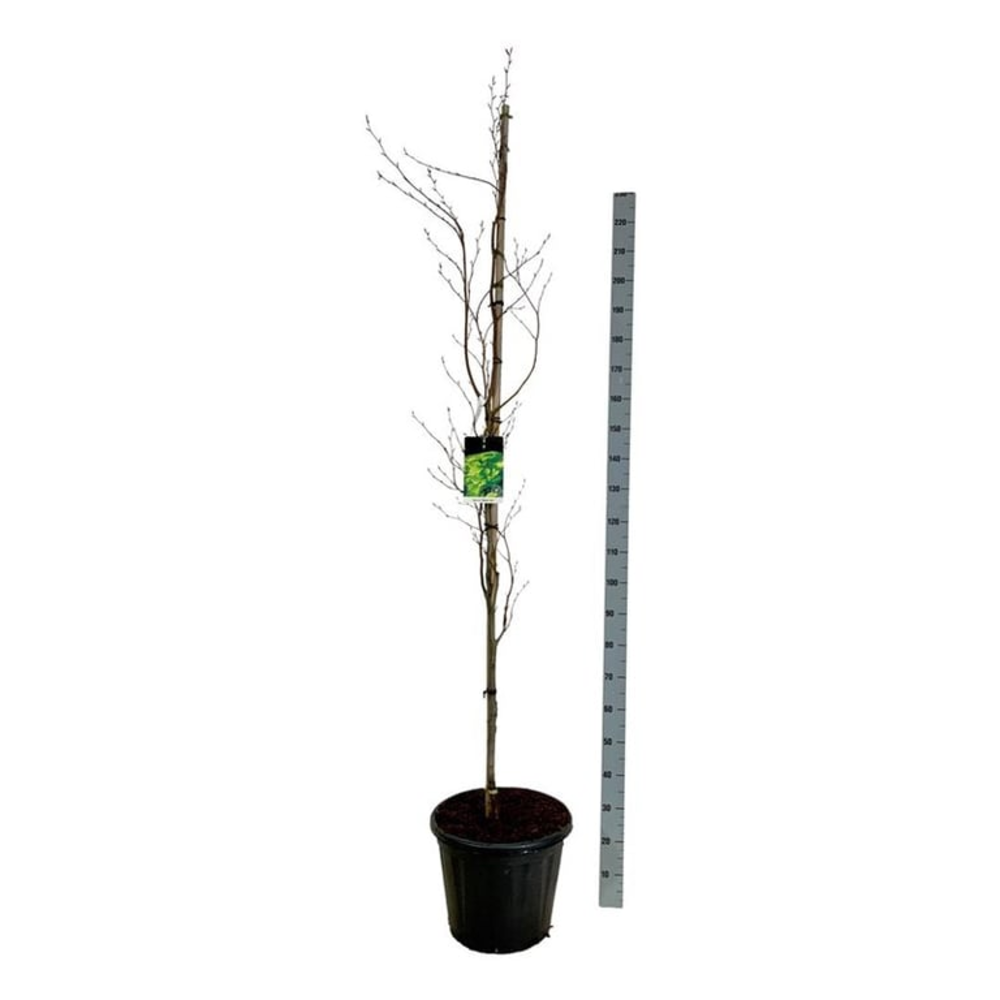 Fagus syl. 'Dawyck Gold'.