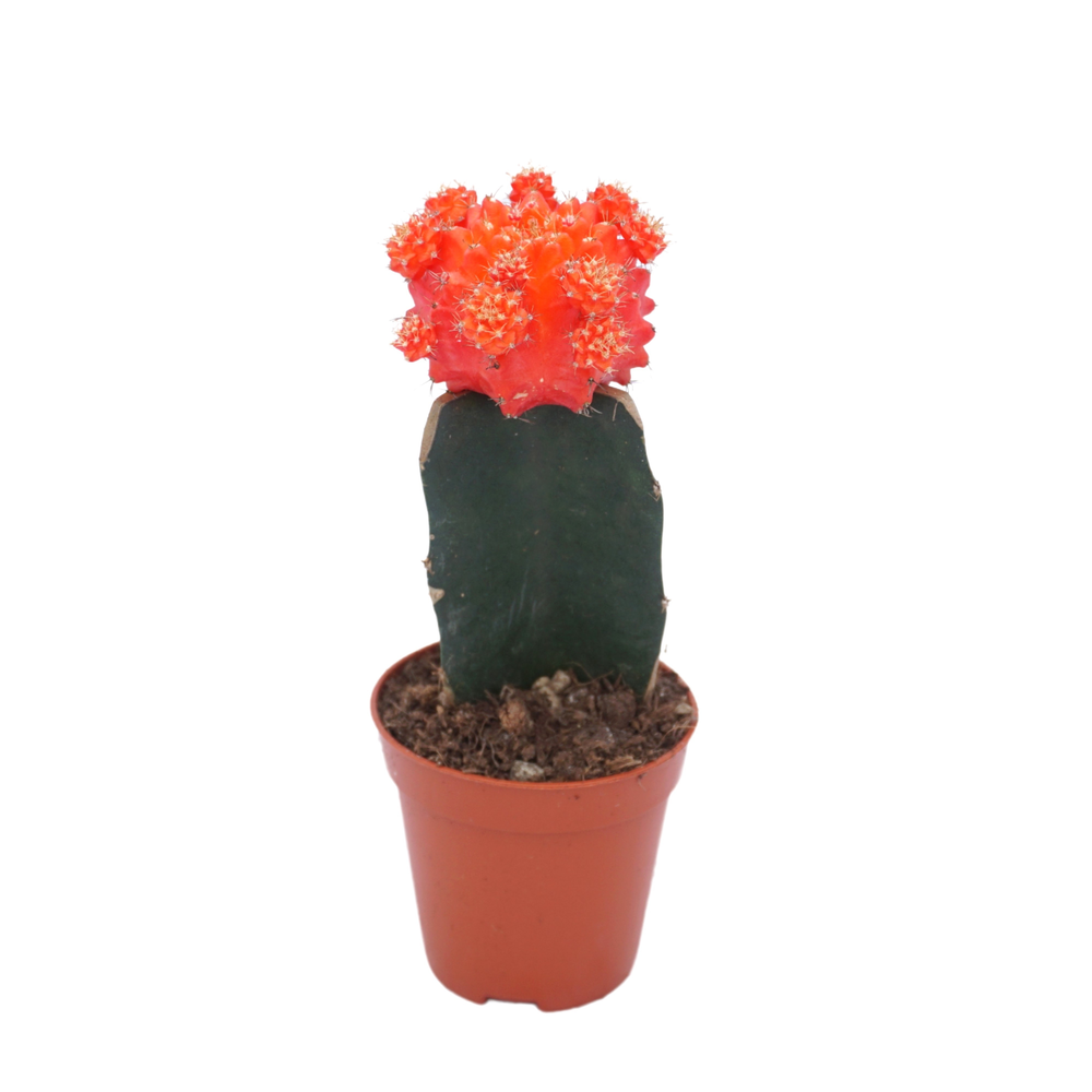Gymnocalycium geënt oranje 5,5 cm.