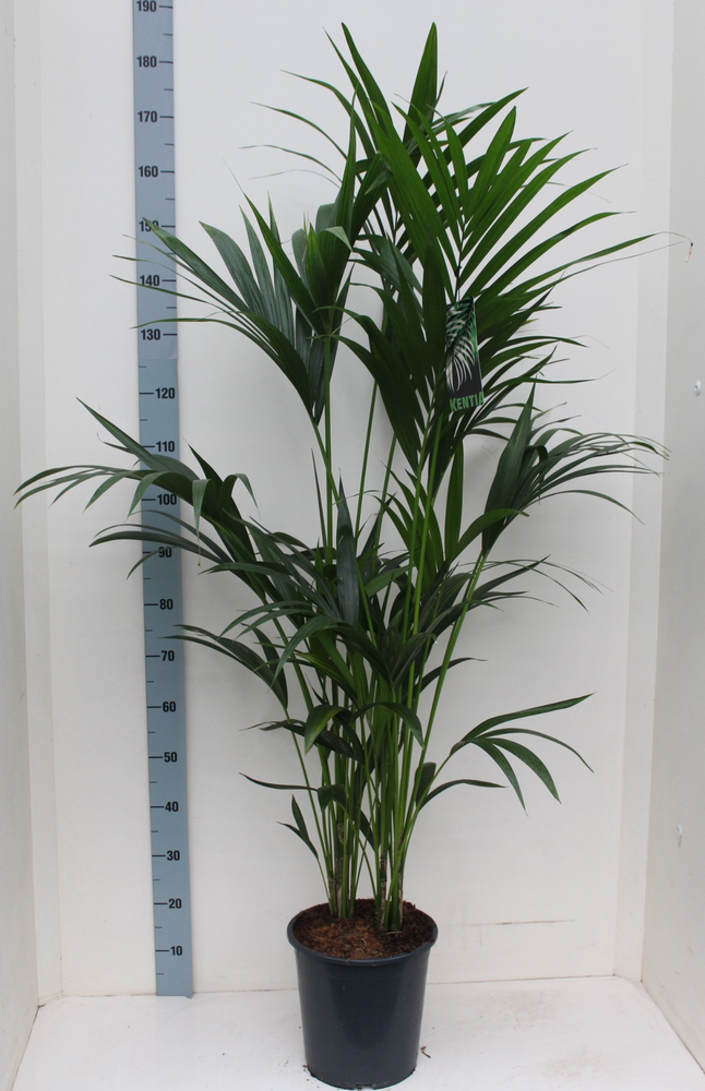Kentia-Howea Forsteriana 27 cm 160 cm hoog.