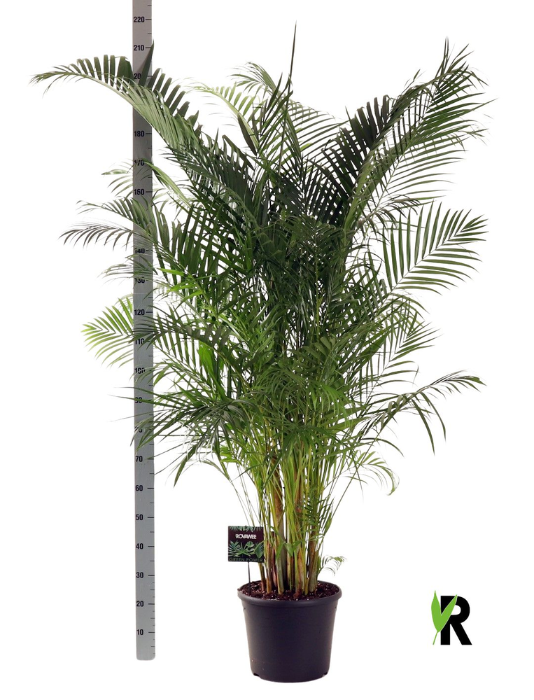 Dypsis lutescens.