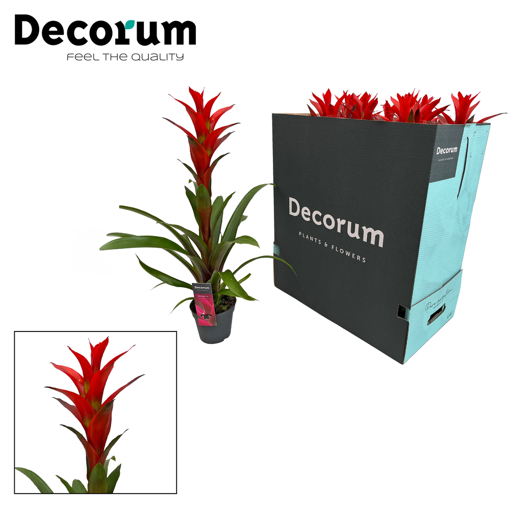 Guzmania Ostara XXL (Decorum).