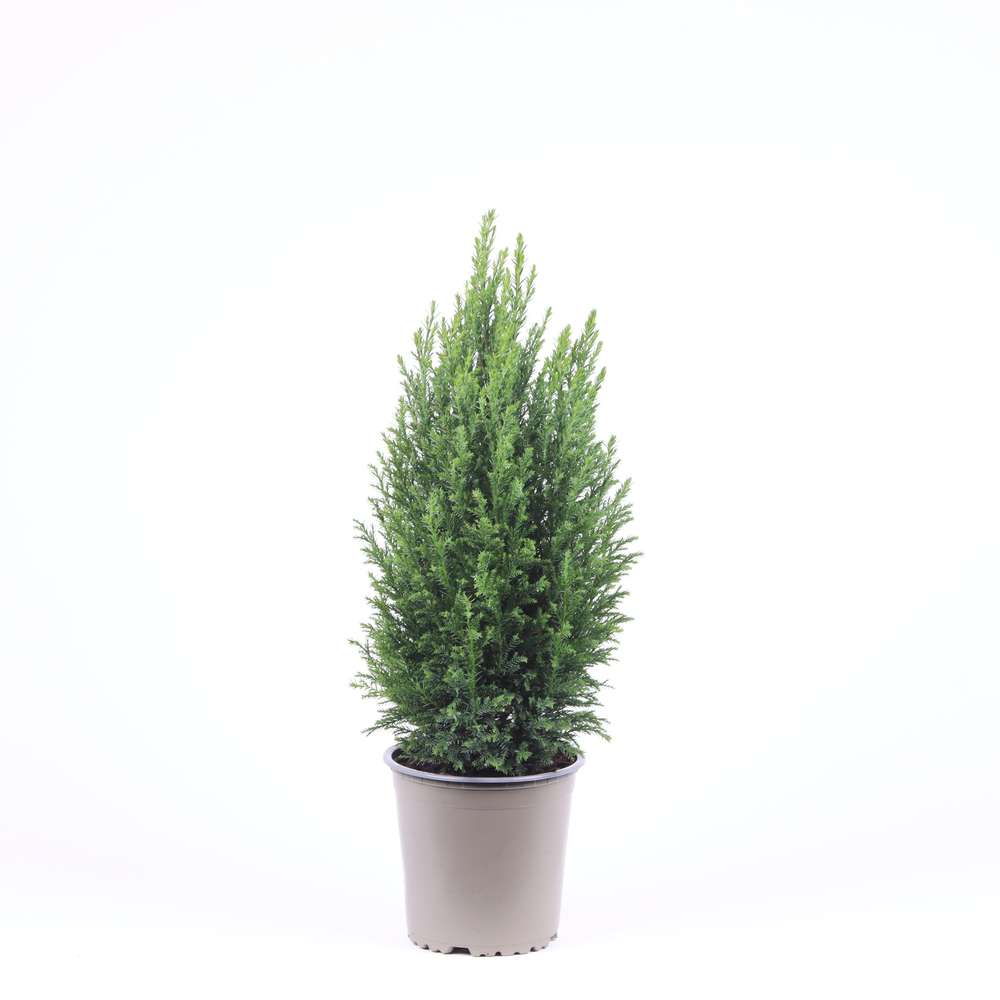 Chamaecyparis lawsoniana 'Ellwoodii'.