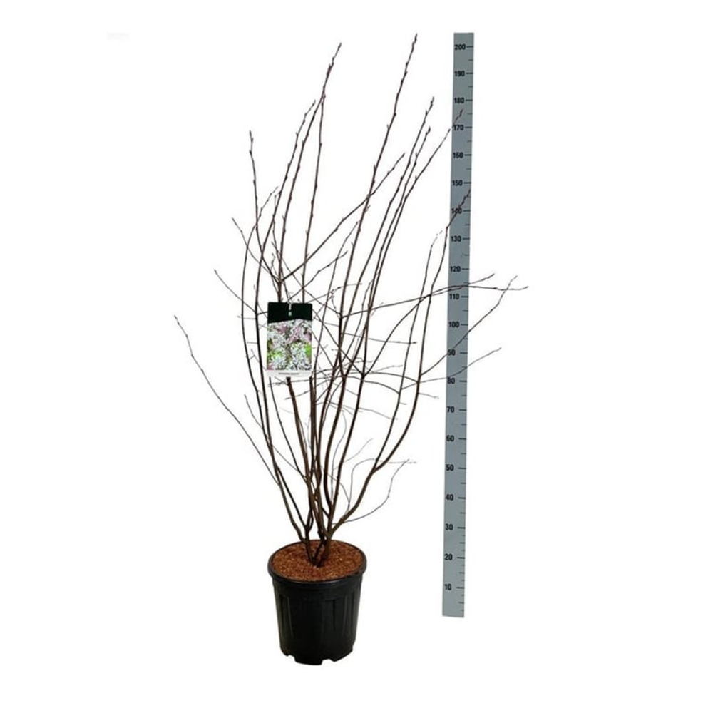 Amelanchier lamarckii.