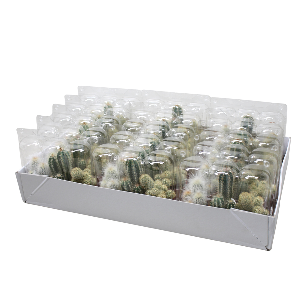 Cactus mix 5,5 cm in blister 3 pack.