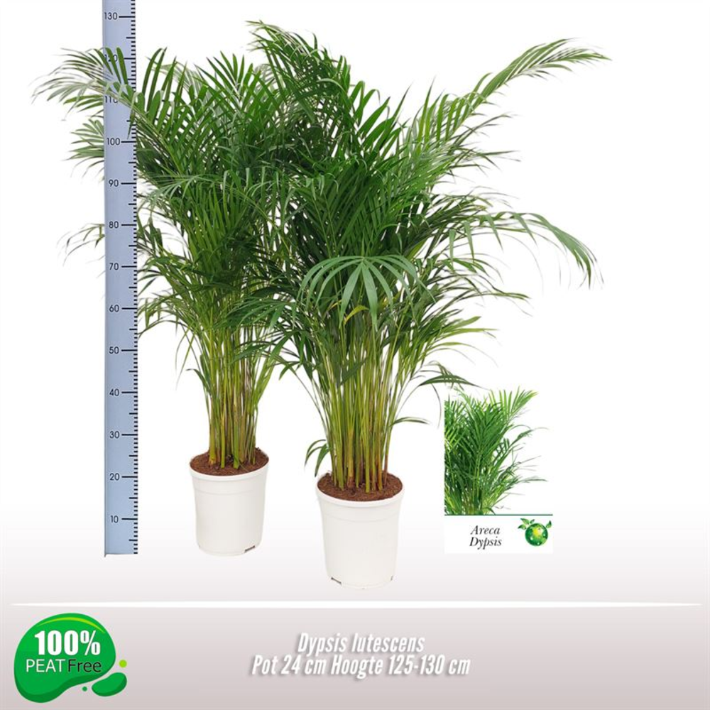 Dypsis lutescens.
