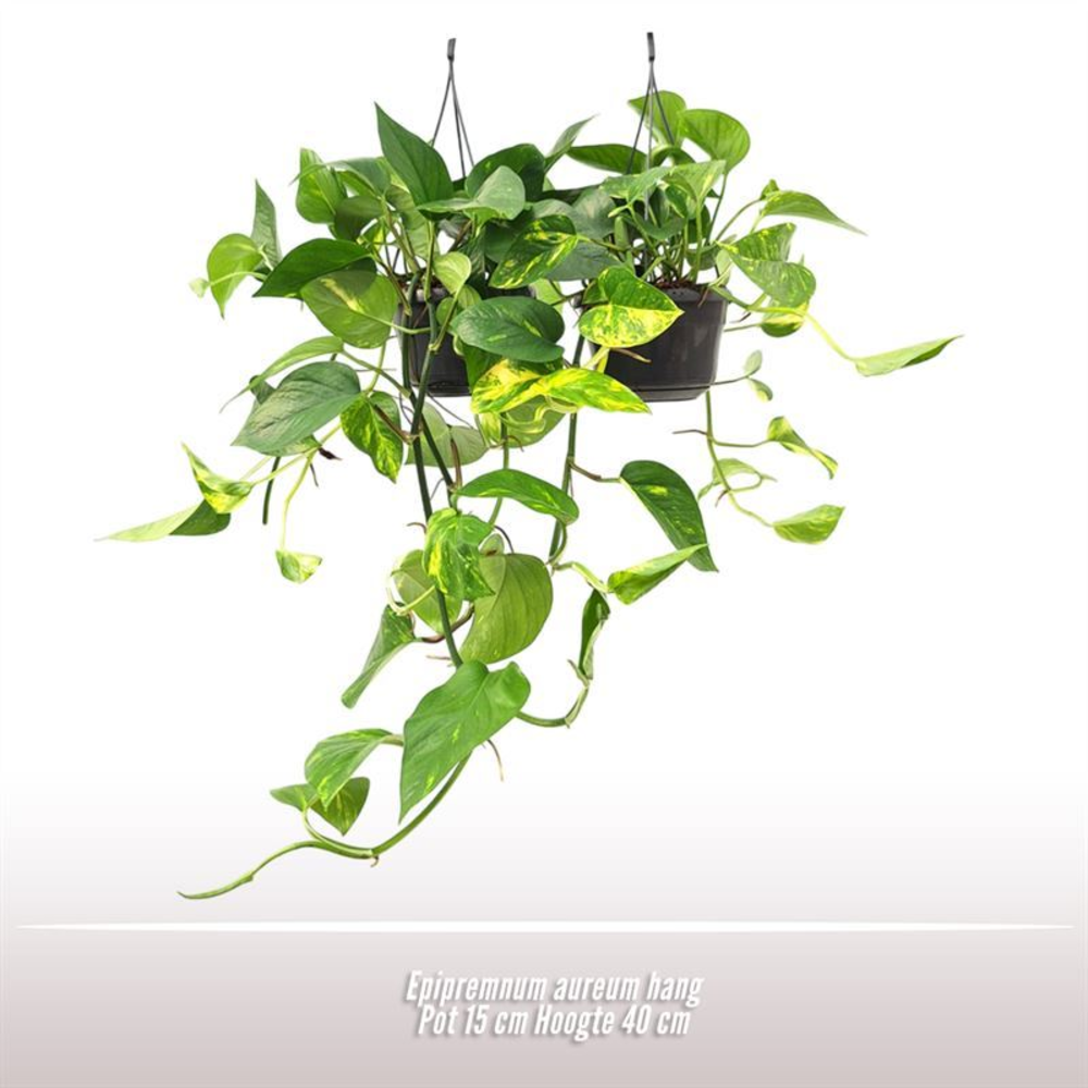 Epipremnum aureum hang.